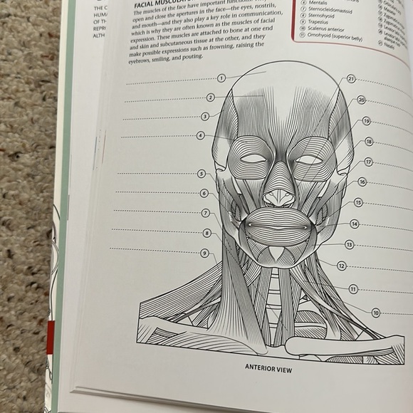 Human anatomy coloring book - Picture 4 of 5